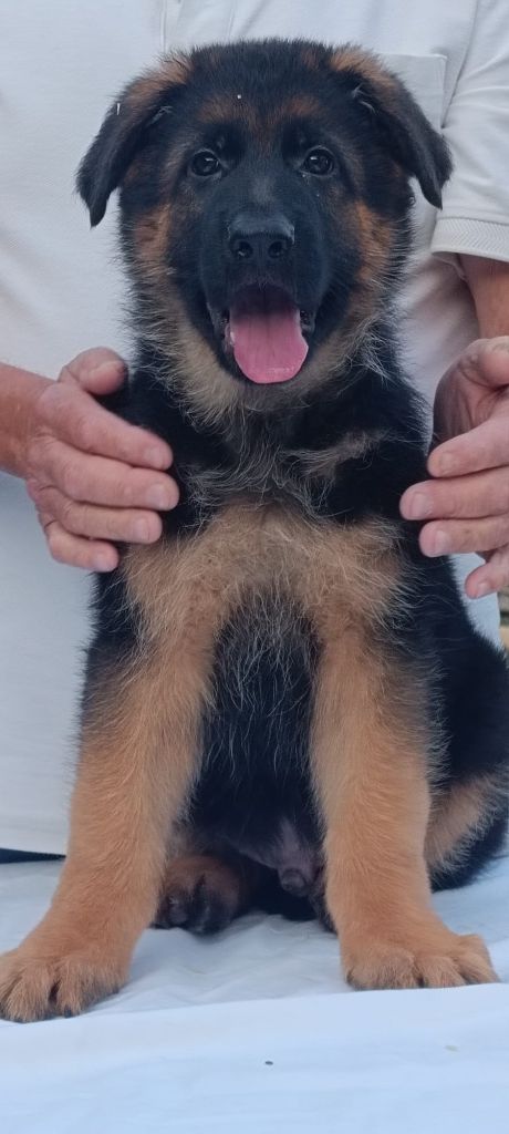 Beffroi du boulonnais - Berger Allemand - Portée née le 23/06/2025